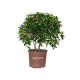 3 gallon southern living bigfoot cleyera japonica shrub hedge