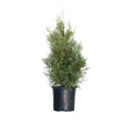 2.5 Gallon Arizona Cypress tree for sale in a black container on a white background