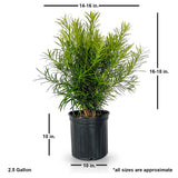 2.5 Gal. Maki Podocarpus shipped plant dimensions. Average shipped plant dimensions 14-16 inches wide and 16-18 inches tall