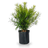 2.5 gallon maki podocarpus for sale with light green feather foliage in a black nursery pot on a white background