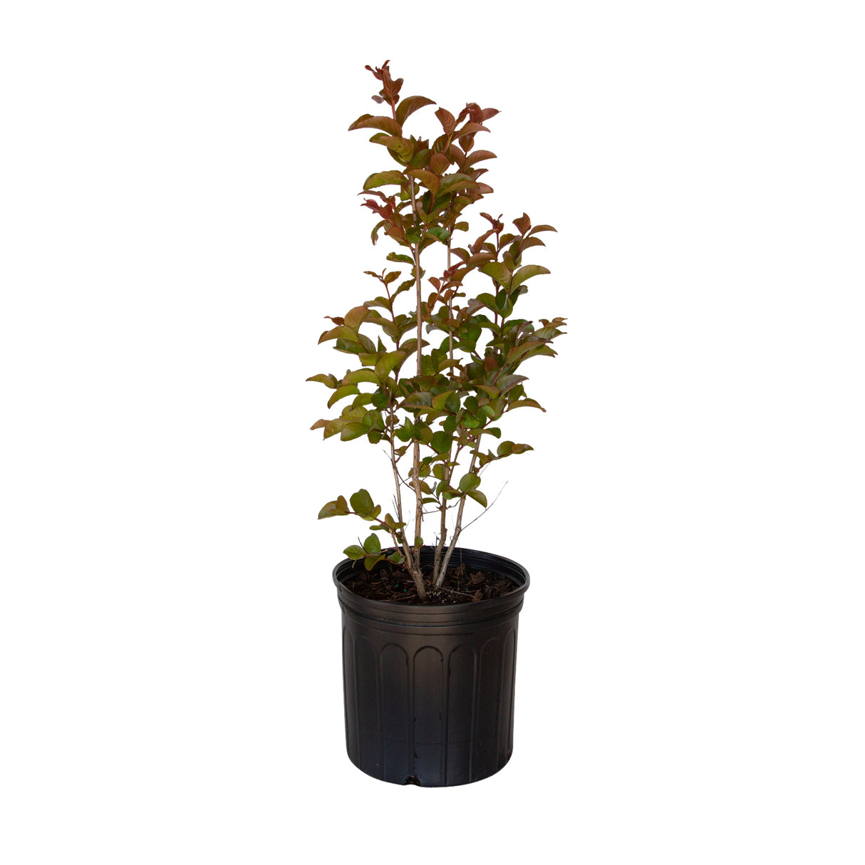 2.5 Gallon Miss Frances Crape Myrtle tree for sale with decidious green leaves in a black pot on a white background
