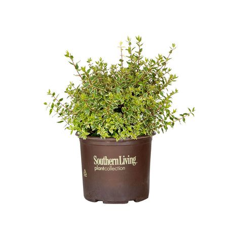 3 gallon miss lemon lime abelia for sale with evergreen variegated yellow and green leaves in a southern living plant pot on a white background