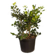 2.5 Gallon Nellie Stevens Holly with spikey, glossy green foliage in a black nursery pot on a white background