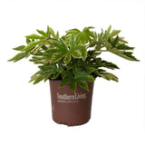 2.5 quart spider web fatsia shrub for sale with variegated green and cream leaves in a brown southern living plants pot on a white background