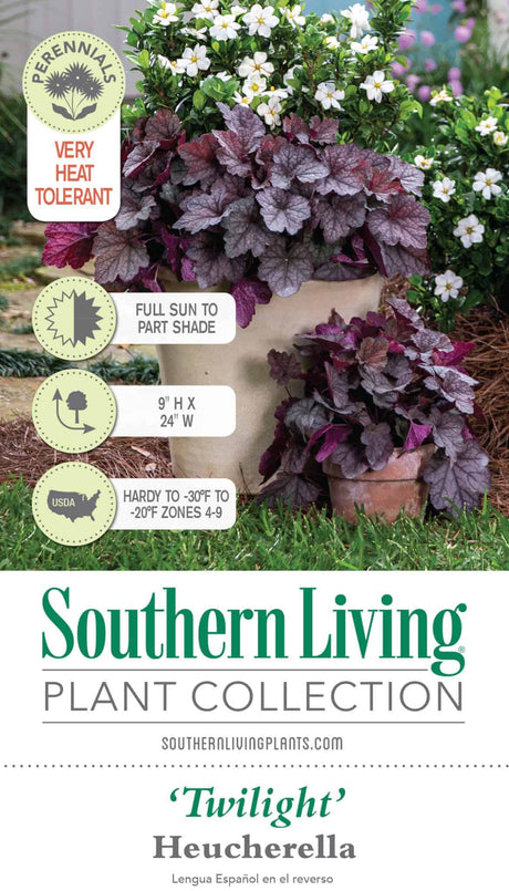 Southern Living Twilight Heucherella Tag Front