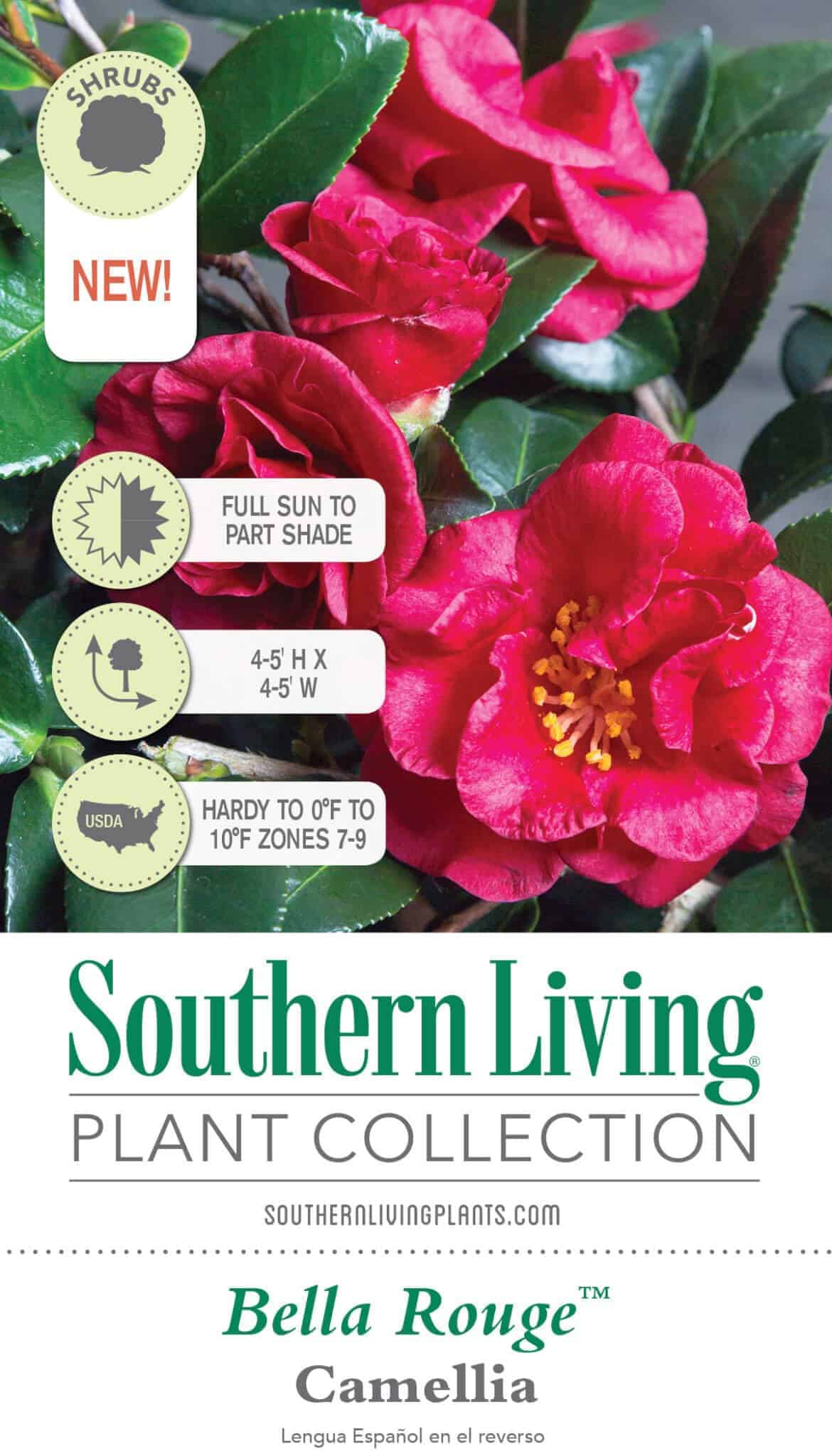 Bella Rouge Camellia | Shop Online – Plants by Mail