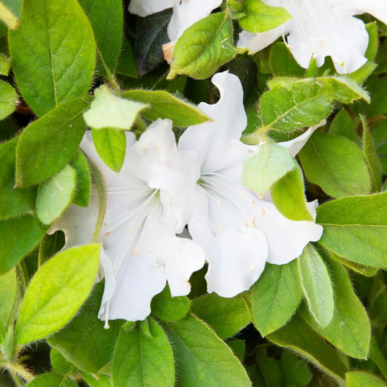 white azaleas bush for sale online evergreen foliage