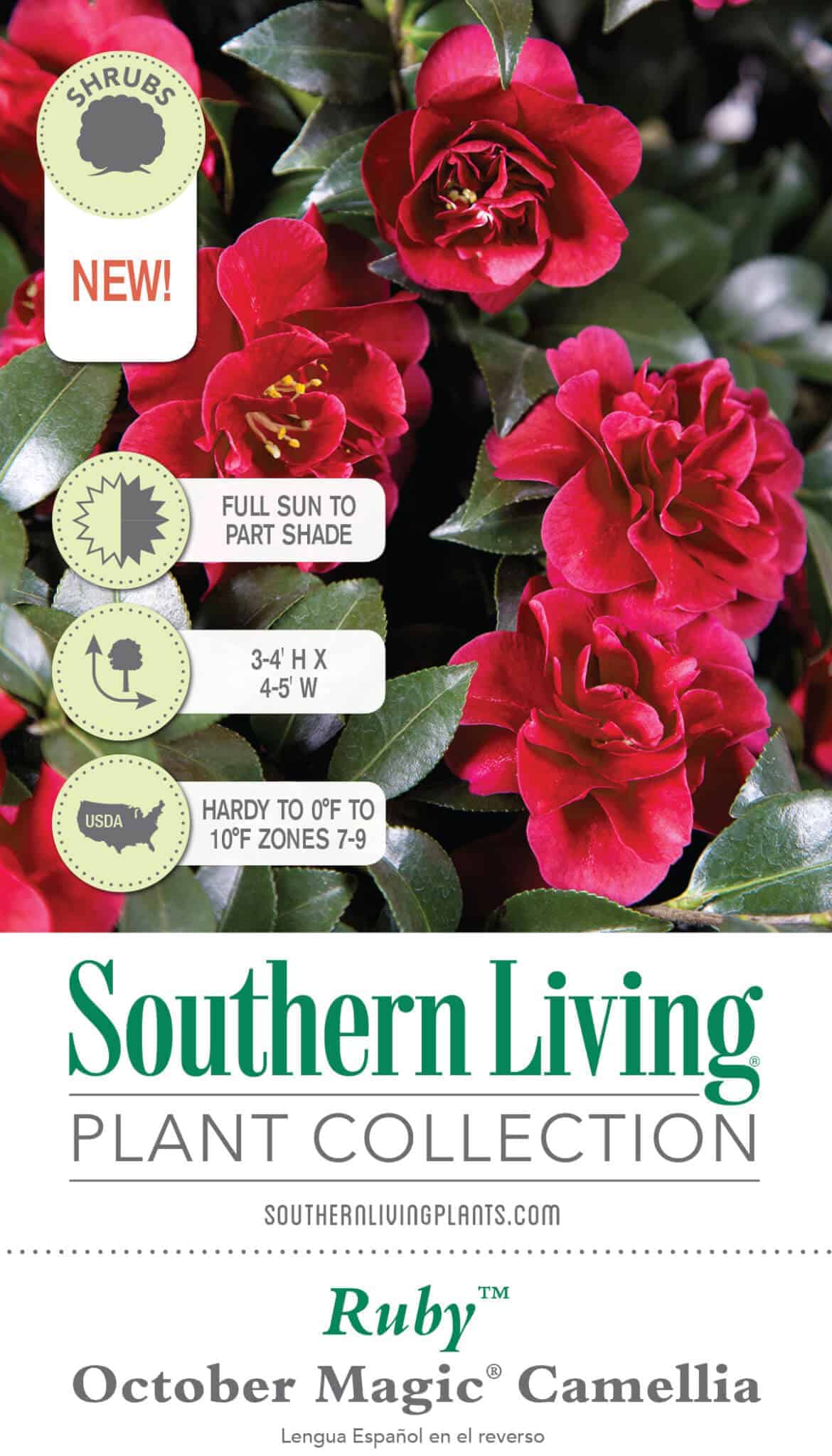 October Magic Ruby Camellia | Shop – Plants by Mail