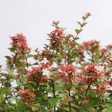 pink green white rose creek abelia shrub for sale online