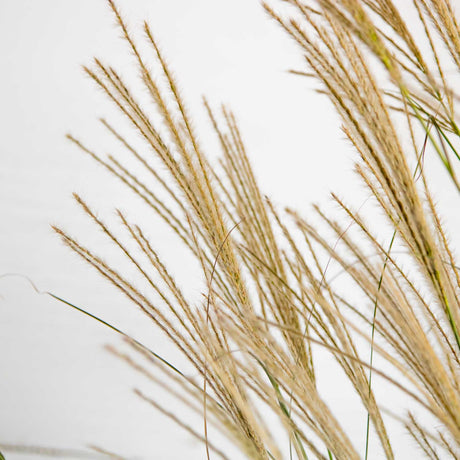 Adagio Miscanthus Grass Plumes