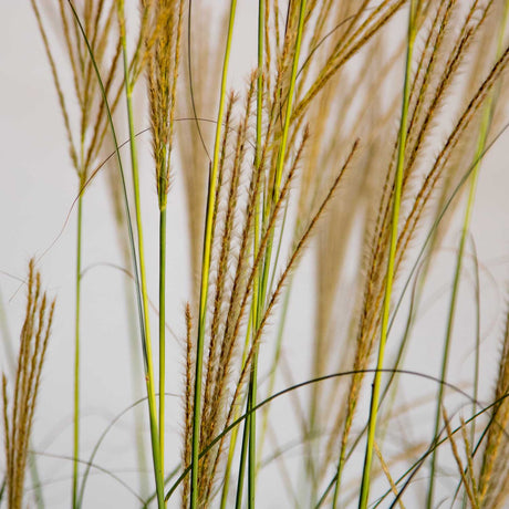 Adagio Miscanthus Grass Plumes