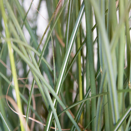 Closeup of Adagio Miscanthus Grass green leaves