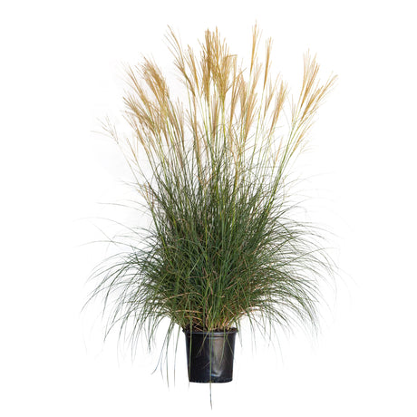 2.5 Gallon adagio maiden grass for sale with white silver plumes green foliage in a black nursery pot on a white background