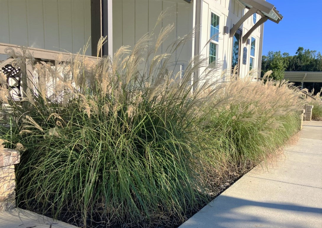Adagio Grass in landscape bordering a sidewalk