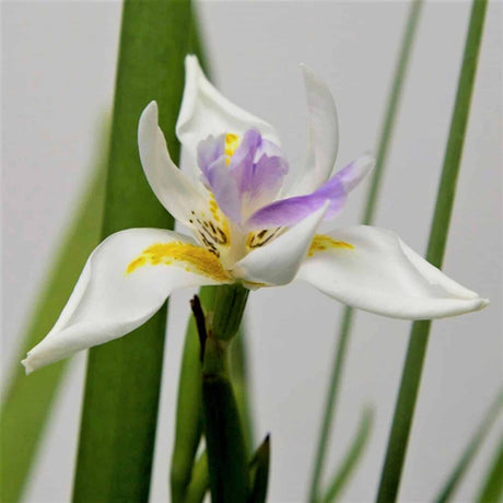 White African Iris Bloom