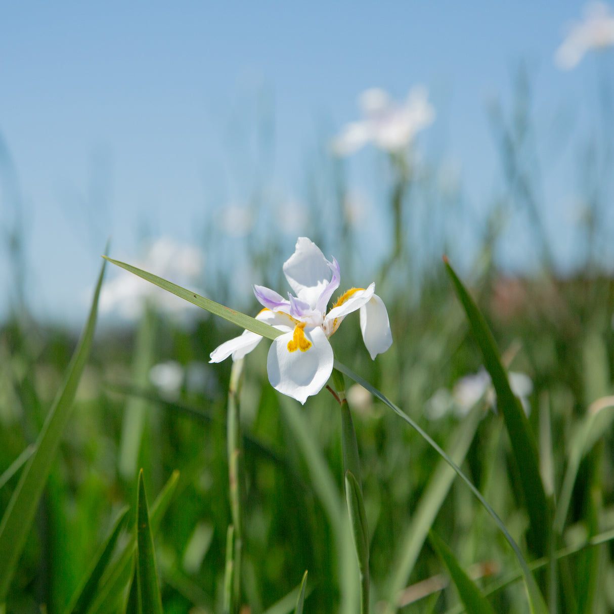 White African Iris