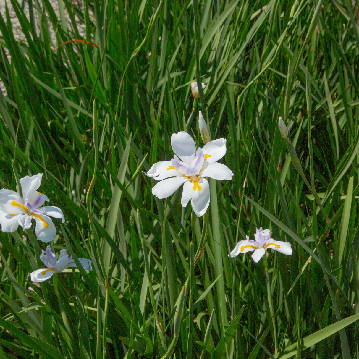 White African Iris