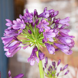 Ever Amethyst Agapanthus purple flowers with green stem