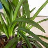 Ever Amethyst Agapanthus foliage green stappy leaves