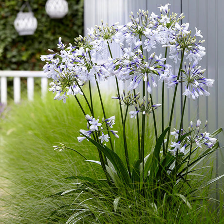 Indigo Frost Agapanthus planted in the landscape. African Lily have large white and blue flowers