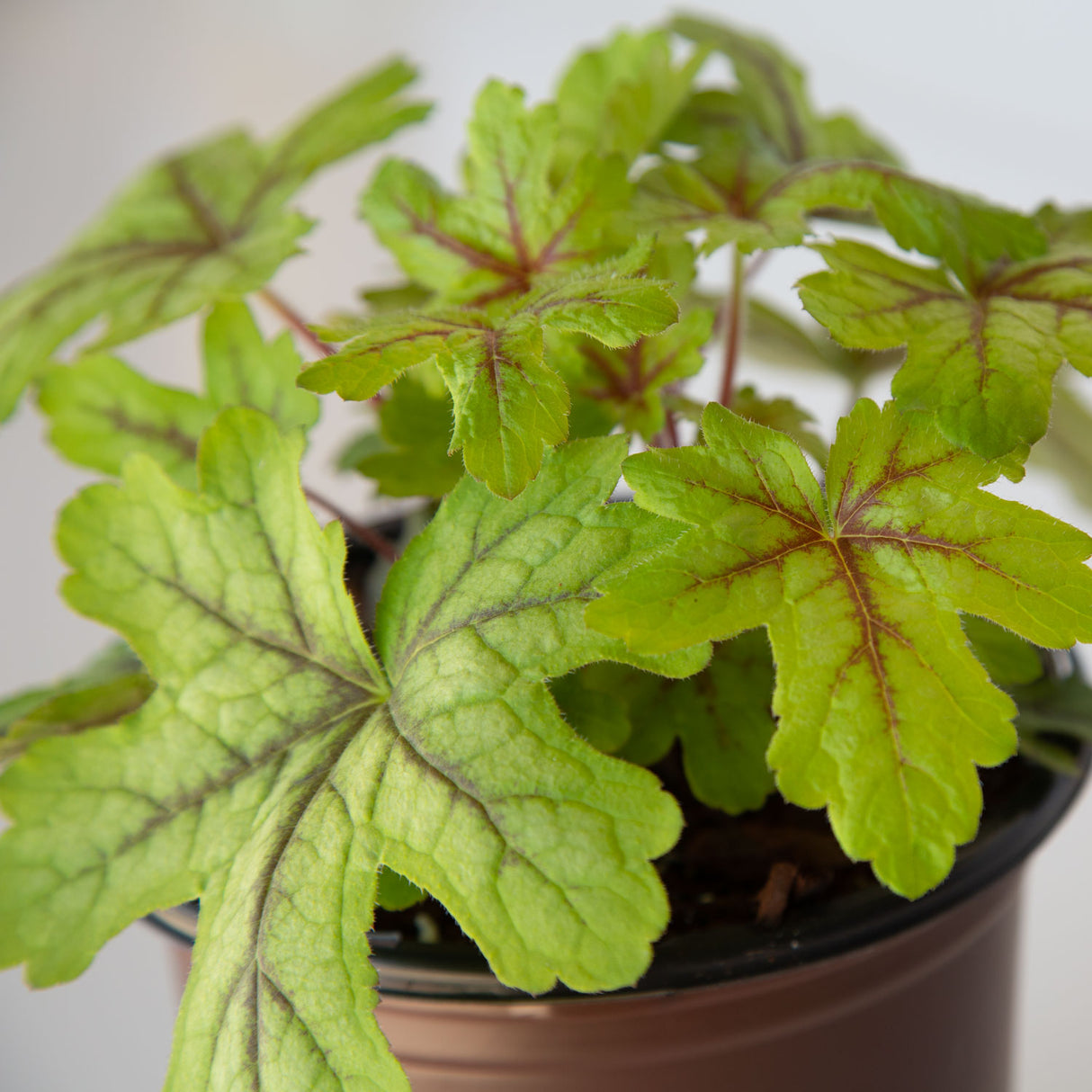 alabama sunrise foamy bells heucherella leaves