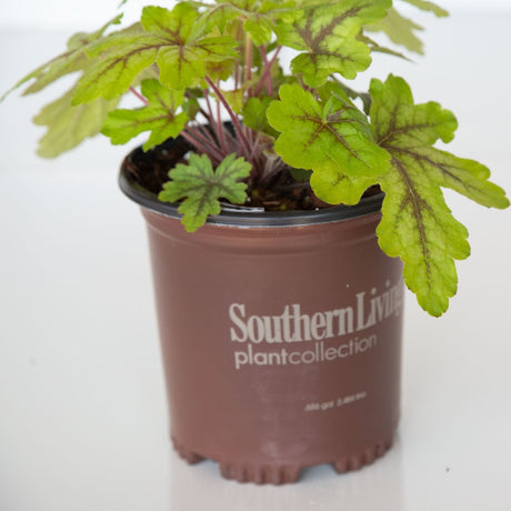 alabama sunrise foamy bells heucherella leaves