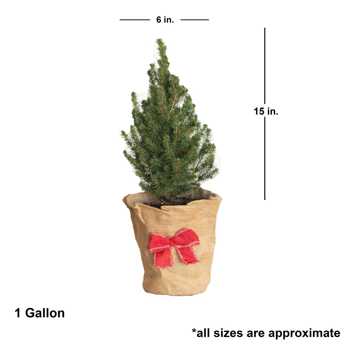 Dwarf Alberta Spruce Dimensions 6 inches wide and 15 inches wide