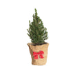 Dwarf Christmas Tree Alberta Spruce in a light brown burlap pot cover with a red decorative bow