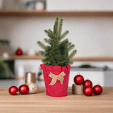 Alberta Spruce in Burlap Holiday Pot Sleeve Cover on a front porch