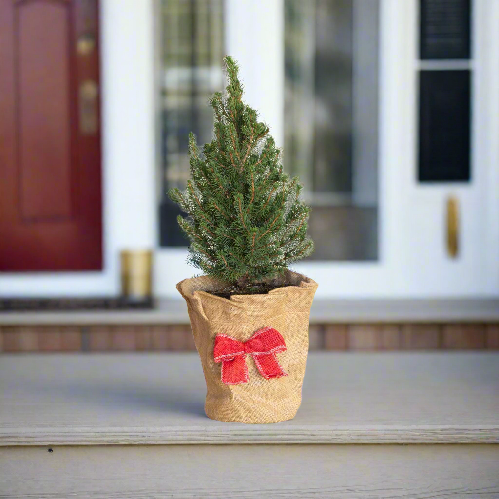 Alberta Spruce in Burlap Holiday Pot Sleeve Cover on a front porch