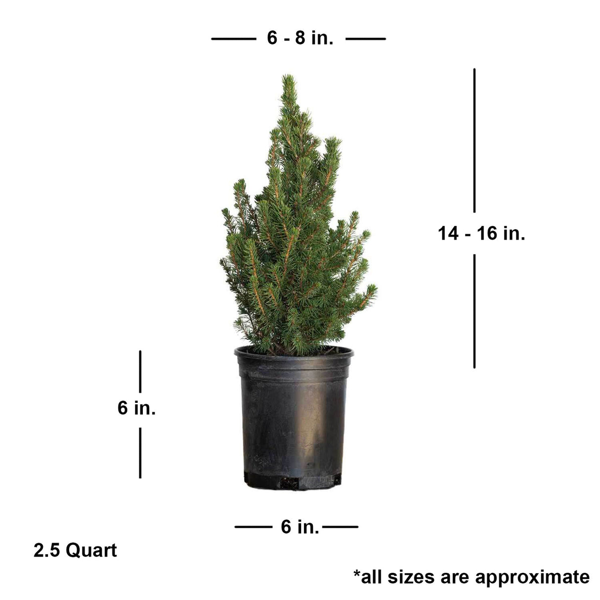 live dwarf alberta spruce potted plant for sale online shipped size