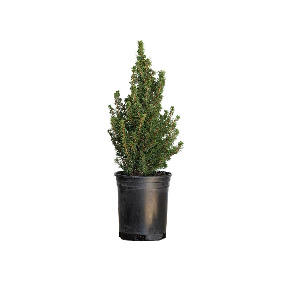 Dwarf Alberta Spruce Tree