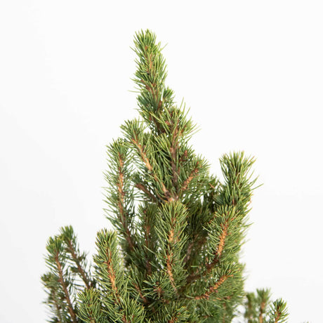 alberta spruce bonsai needle foliage