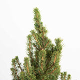 Dwarf Alberta Spruce green needle like foliage with thick brown foliage with a white back drop