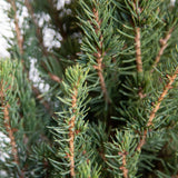 Dwarf Alberta Spruce with woody brown stem