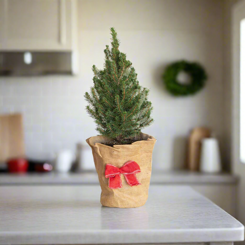 Alberta Spruce mini Christmas tree in a burlap pot cover in a kitchen on a counter top for the holidays