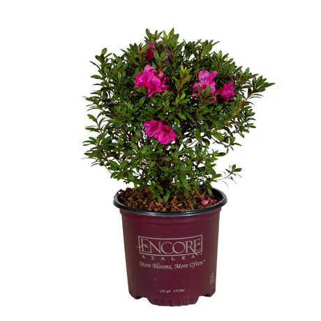 encore amethyst azalea shrub with several pink blooms and deep emerald green foliage