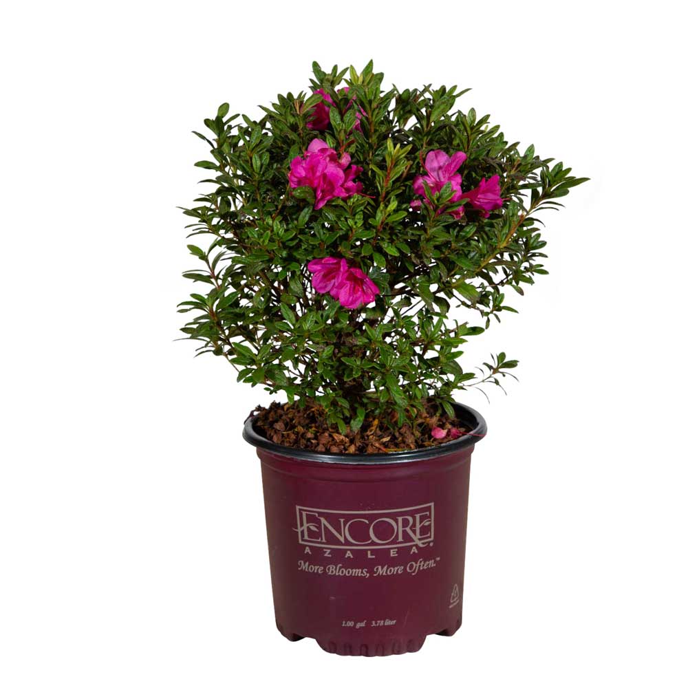encore amethyst azalea shrub with several pink blooms and deep emerald green foliage