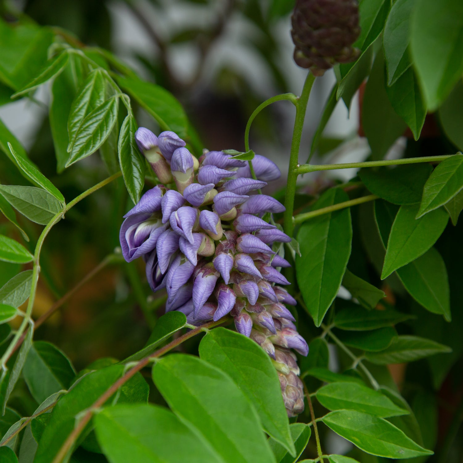 TWO- #1 Gallon Potted hotsell Staked Lavender Falls Wisteria Vine PP19655