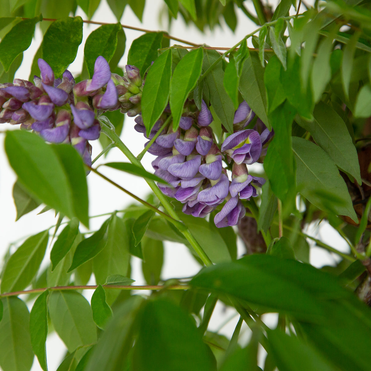 purple flowers on purple flowering Wisteria