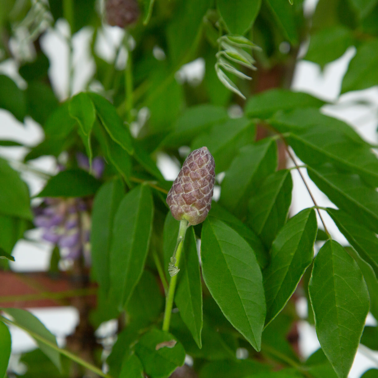 amethyst falls wisteria flower bud in front of leaves