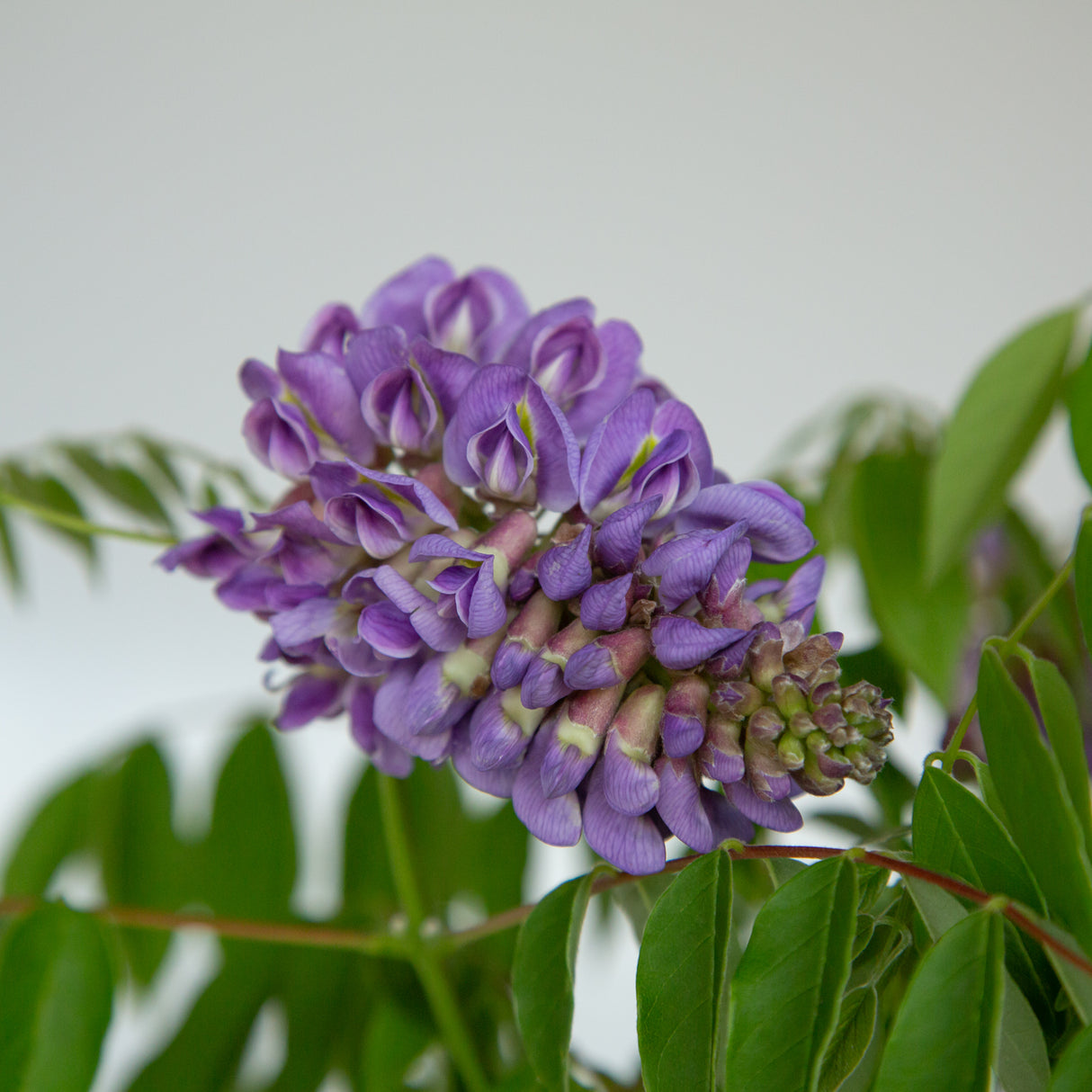 purple wisteria flowers and bright green leaves on Amethyst Falls Wisteria vine