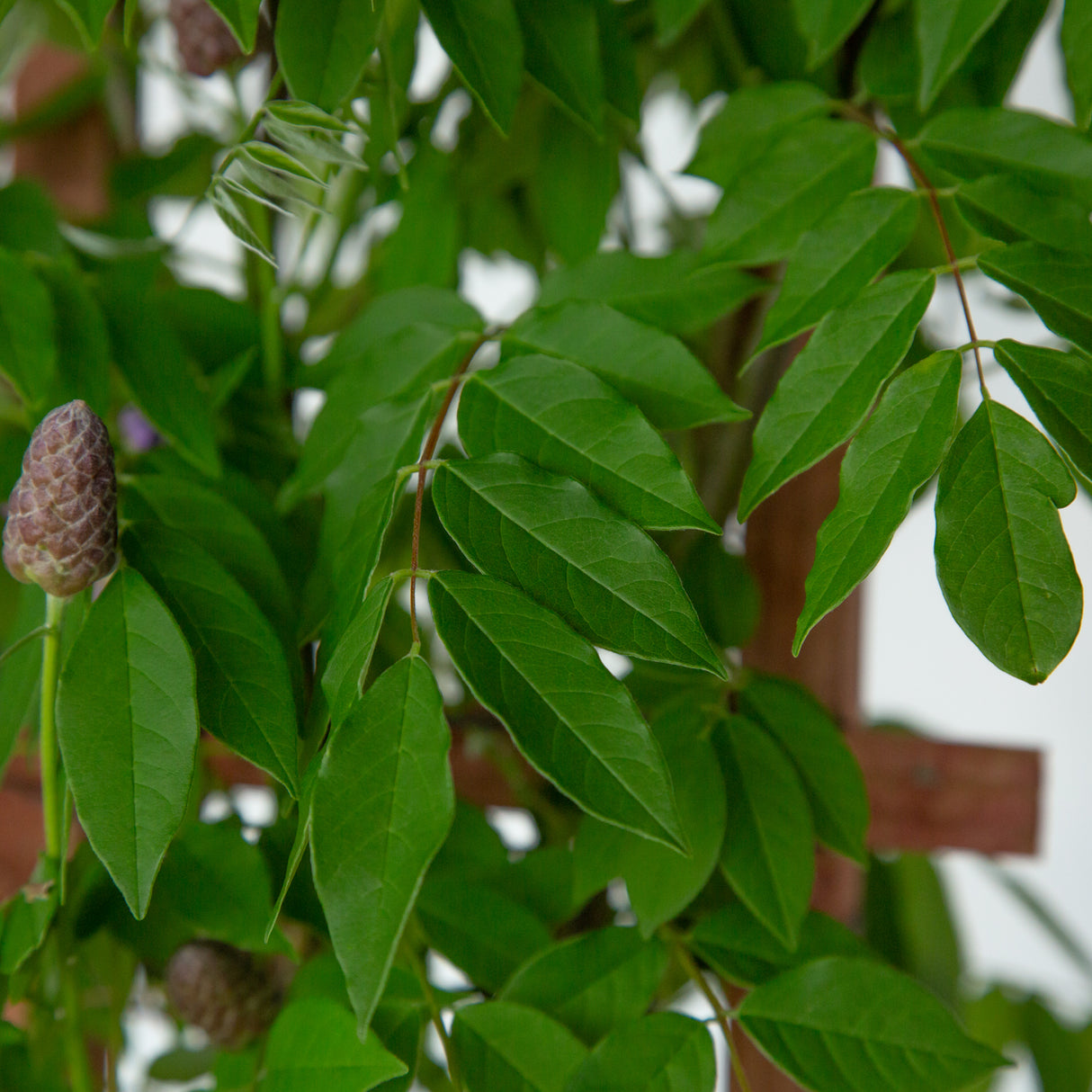 Amethyst Falls Wisteria Foliage next to a wisteria flower bud