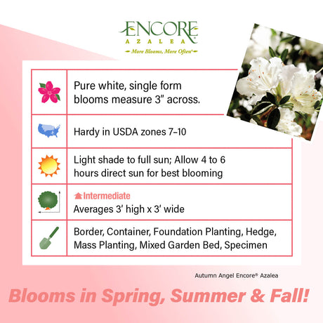 Encore Azalea Autumn Angel fact sheet