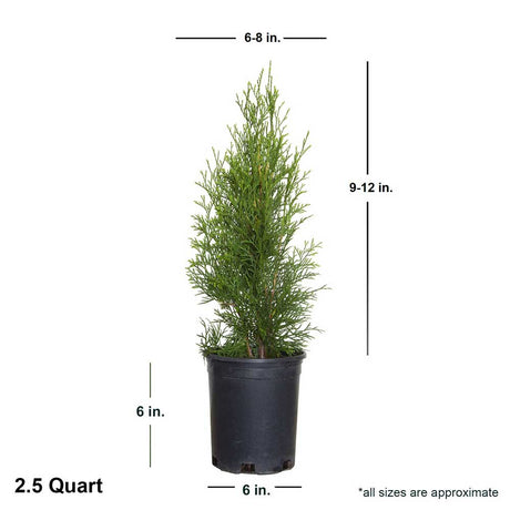 1 gallon emerald green landscape tree in a black growers pot showing the average shipped dimensions of the plant. The 1 gallon emerald green ships at 9-12 inches tall by 6-8 inches wide