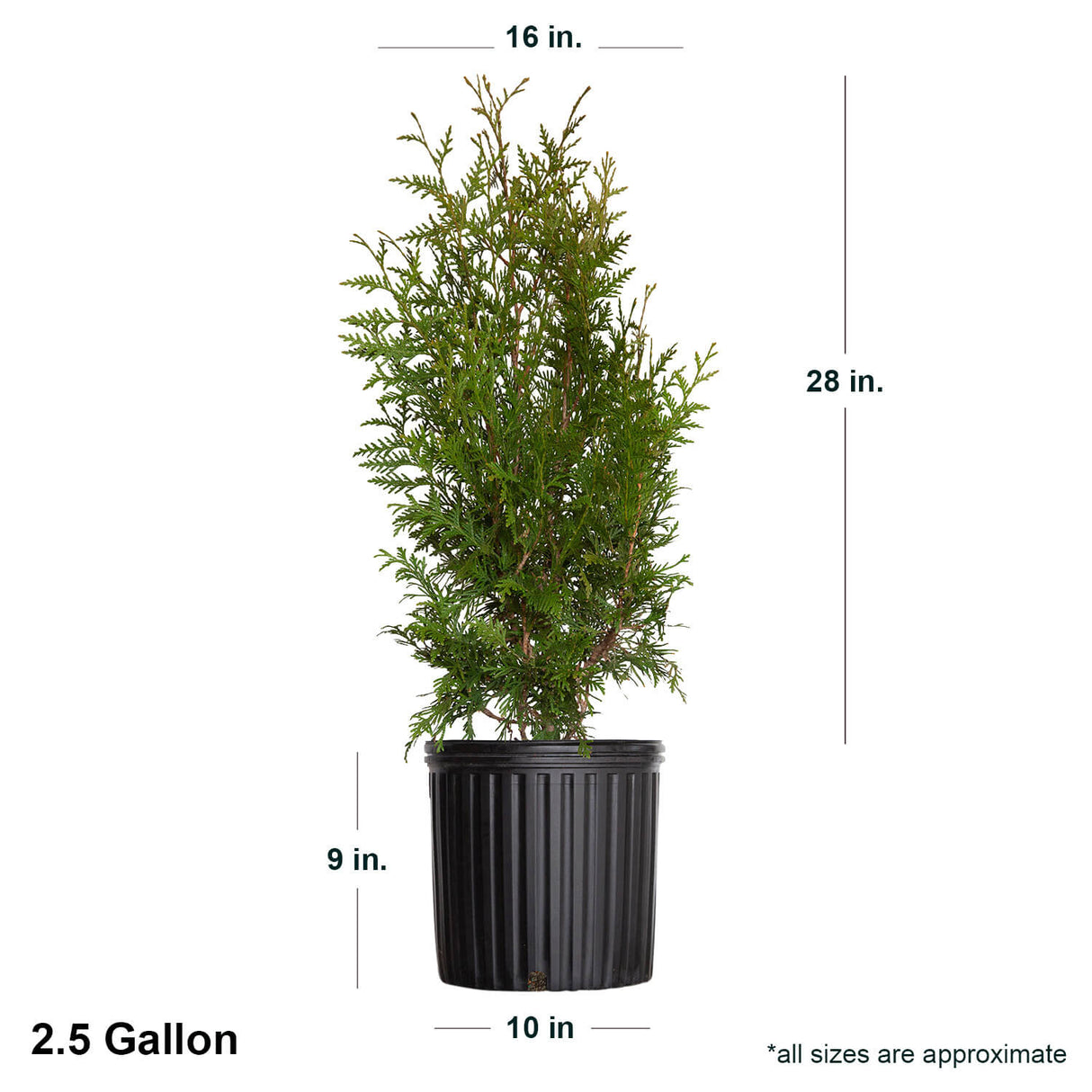 Green Giant Arborvitae for sale online | Shop Thuja Trees – Plants