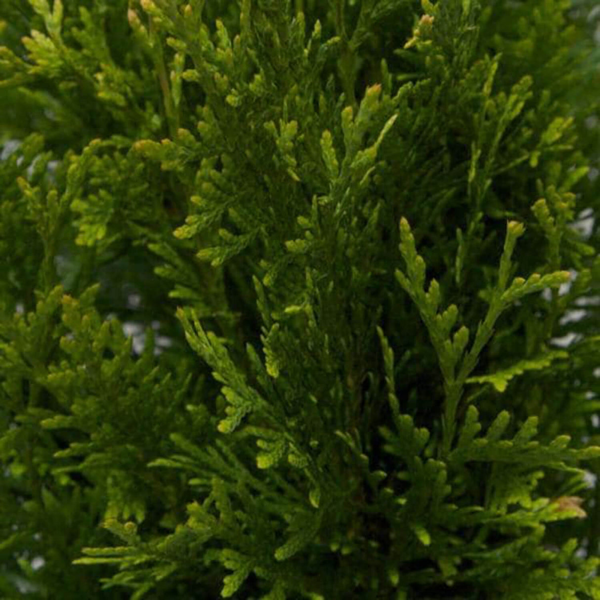 thuja green giant arborvitae tree for sale