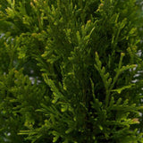 thuja green giant arborvitae tree for sale