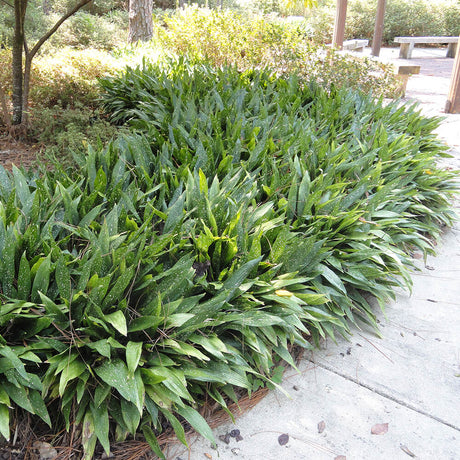 Variegated Gold Dust Aucuba Plant as a shrub planted along border