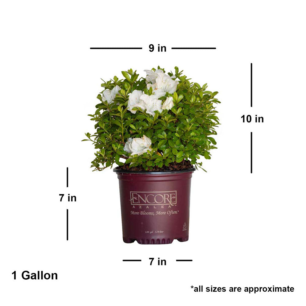 White flowers and evergreen foliage on Encore Azalea Autumn Angel in a 1 gallon maroon Encore Azalea brand pot on a white background